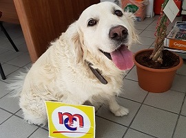 Foto di Emma il cane della carrozzeria