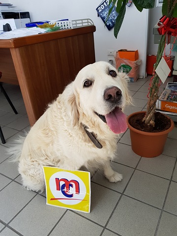 Foto di Emma, il cane mascotte della carrozzeria